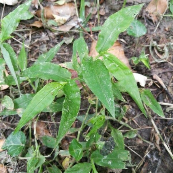 Oplismenus undulatifolius Ліст