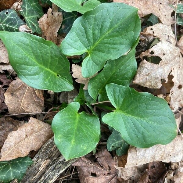 Arum cylindraceum ᱥᱟᱠᱟᱢ