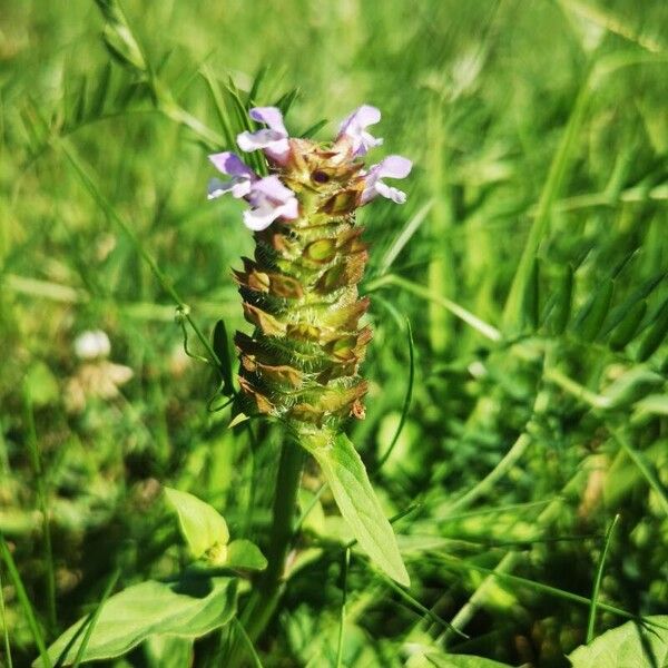 Prunella vulgaris 花