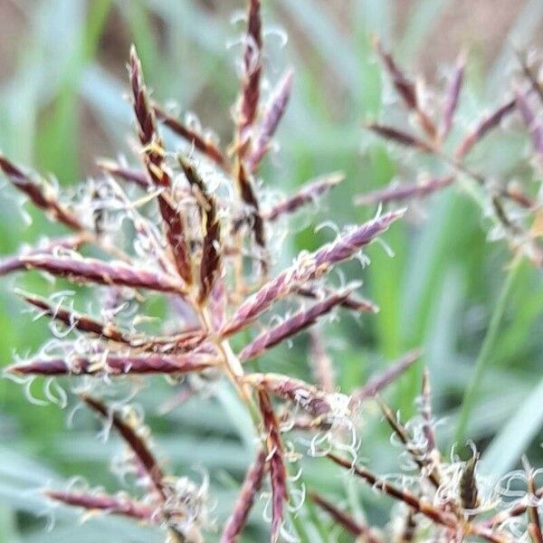 Cyperus rotundus Blomst