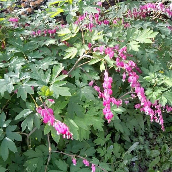 Lamprocapnos spectabilis Hábito