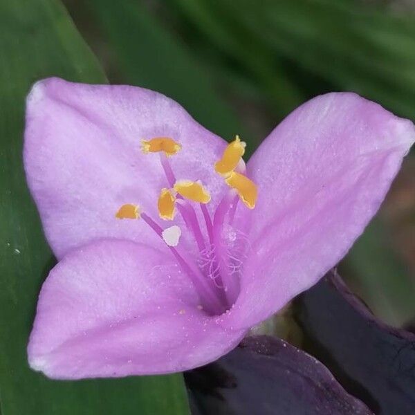 Tradescantia pallida 花