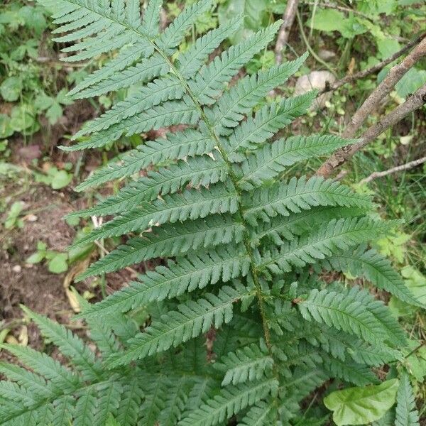 Thelypteris limbosperma Лист