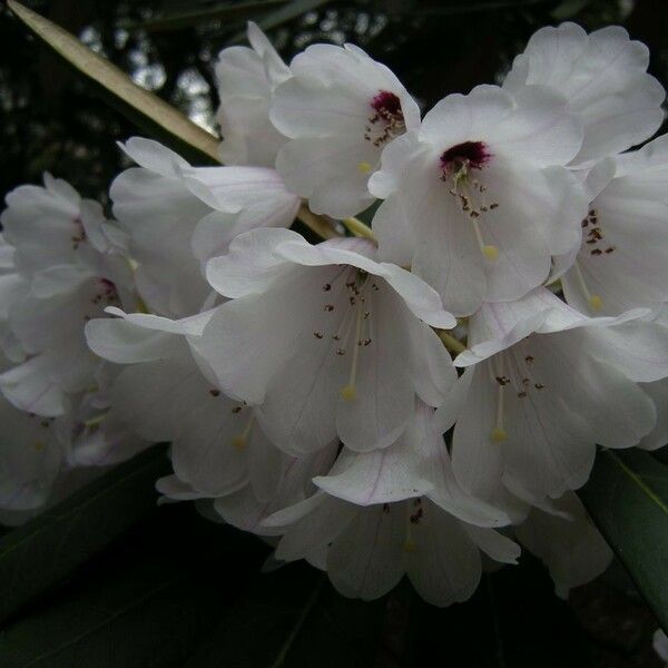 Rhododendron coriaceum Virág