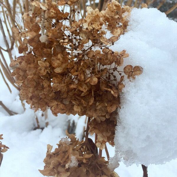 Hydrangea arborescens Fleur