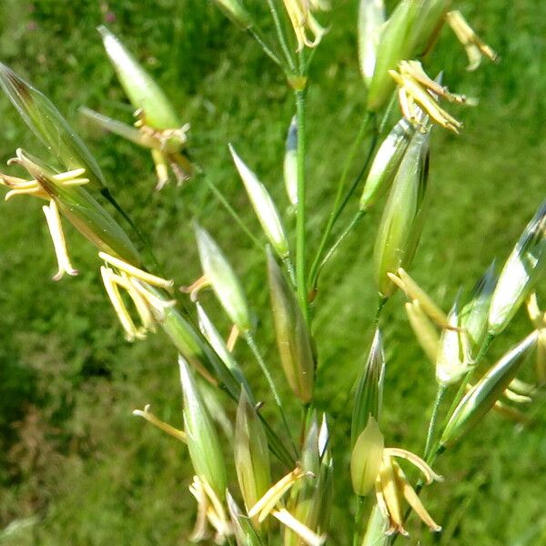 Bromus inermis Λουλούδι