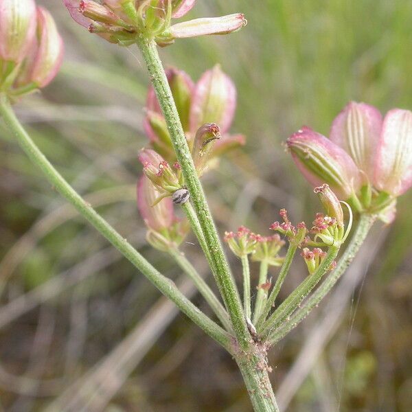 Lomatium triternatum Plod