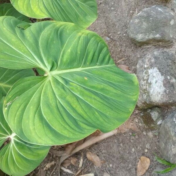 Philodendron gloriosum ഇല