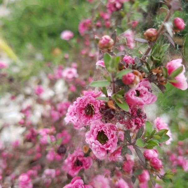 Leptospermum scoparium 花