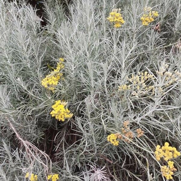 Helichrysum italicum Агульны выгляд