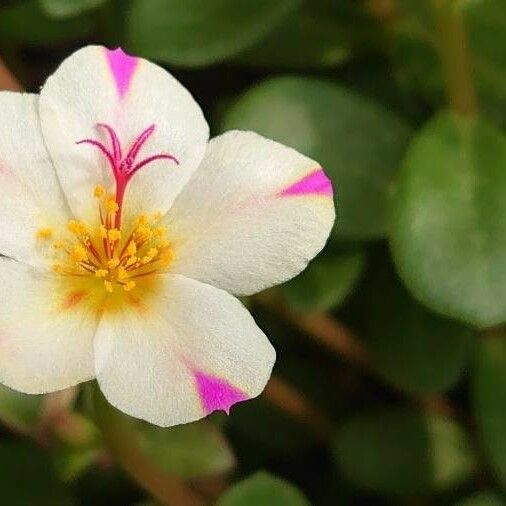 Portulaca grandiflora Õis