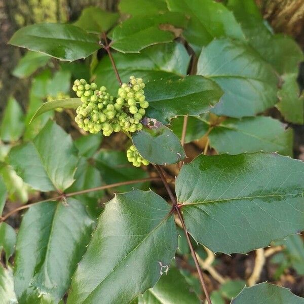 Berberis aquifolium Levél