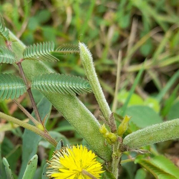 Neptunia pubescens Frutto