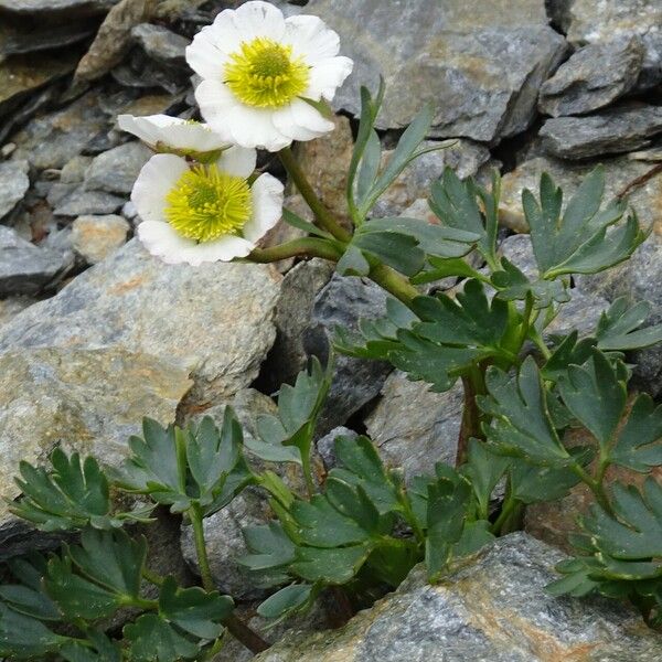 Ranunculus glacialis Flor