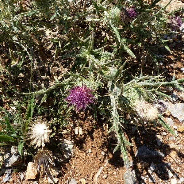 Cirsium echinatum Habitus