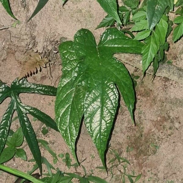 Dorstenia arifolia পাতা