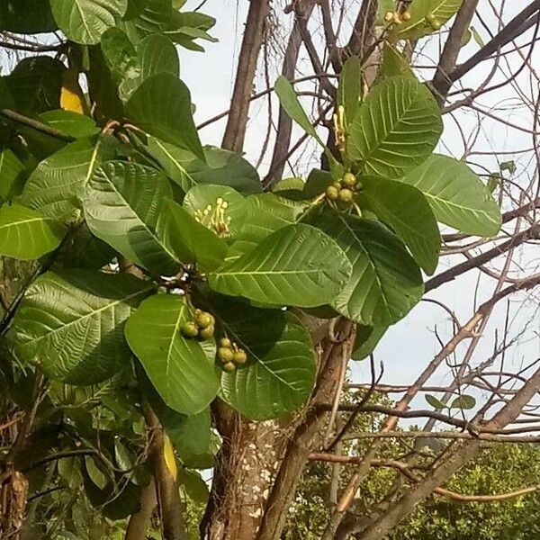 Guettarda speciosa Flors