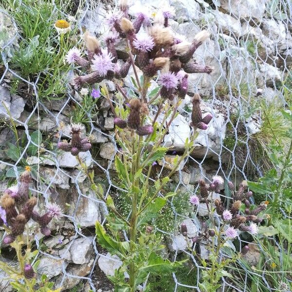 Cirsium arvense Habitat