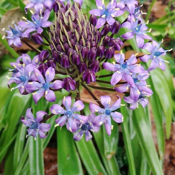 Scilla peruviana Цвят