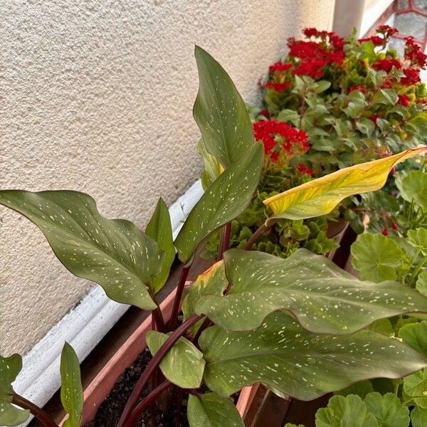 Zantedeschia albomaculata Blatt