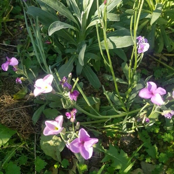 Matthiola incana Blüte