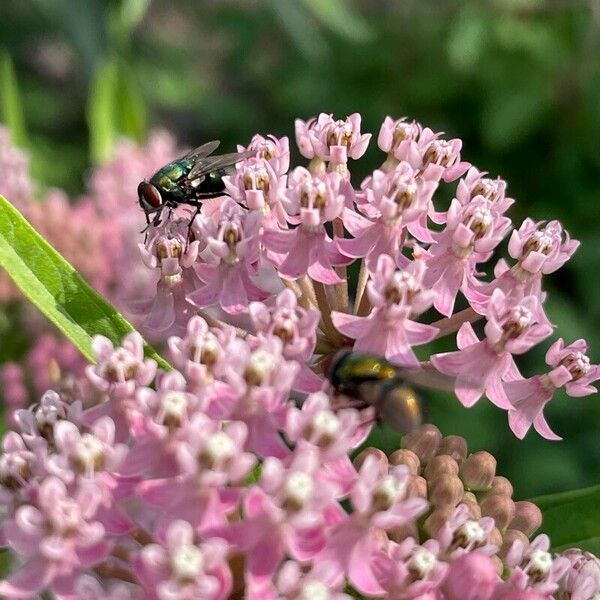 Asclepias incarnata Blüte