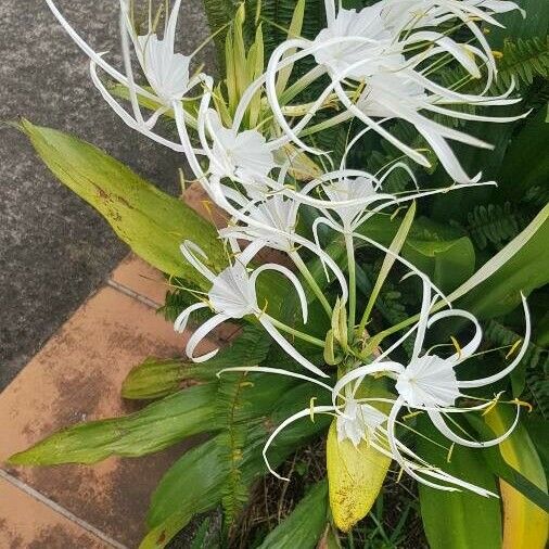 Hymenocallis littoralis फूल