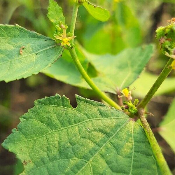 Triumfetta rhomboidea Leaf