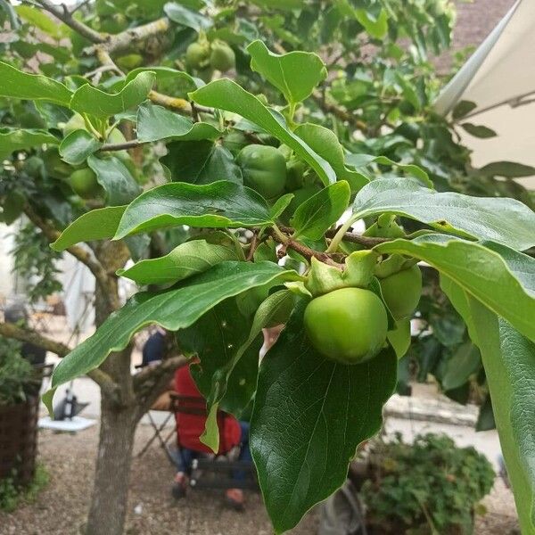 Diospyros virginiana Other