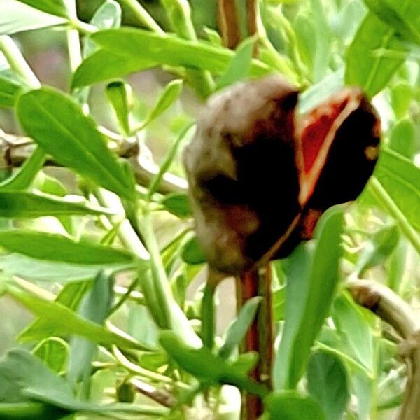 Caragana halodendron Fruit