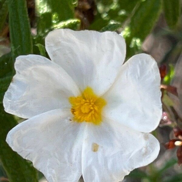 Cistus monspeliensis 花