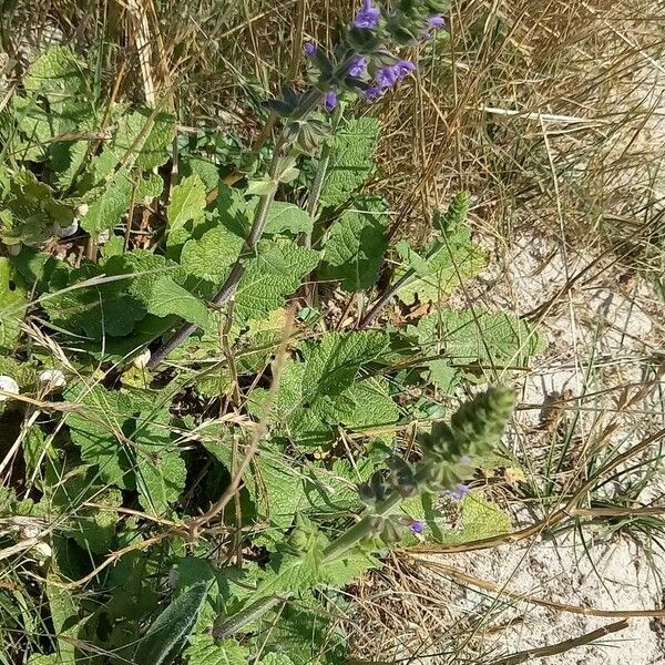 Salvia verbenaca Vekstform