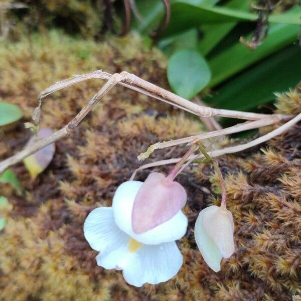 Utricularia alpina Цветок