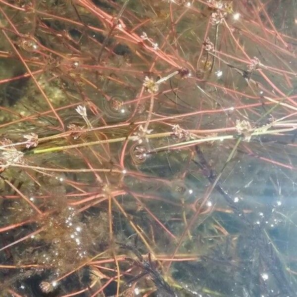 Juncus bulbosus Цветок