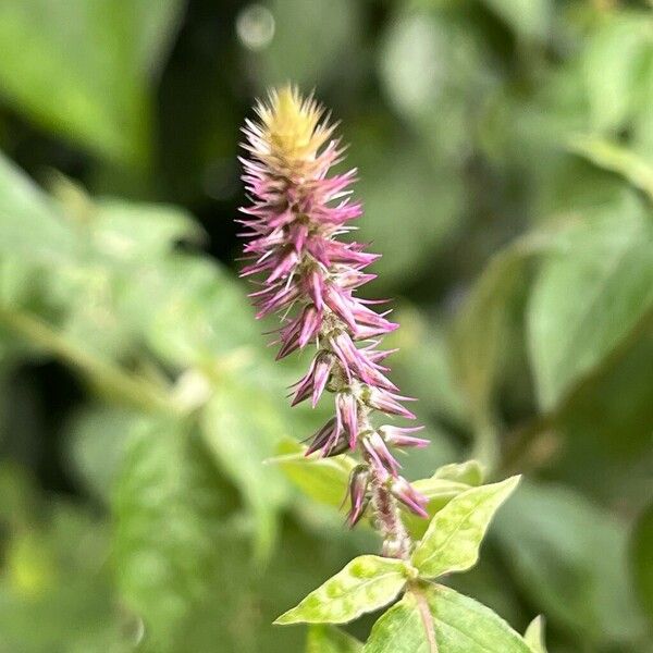 Achyranthes aspera Blüte