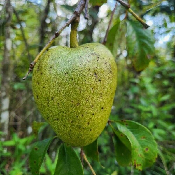 Annona glabra Fruit