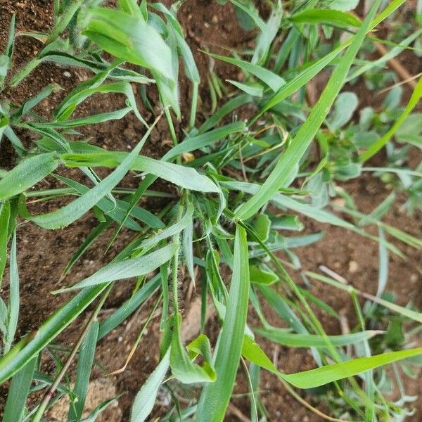 Eragrostis cilianensis 葉