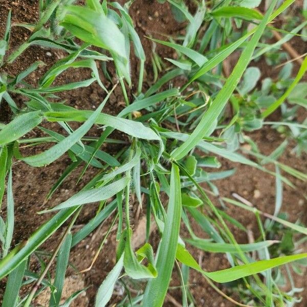 Eragrostis cilianensis Feuille