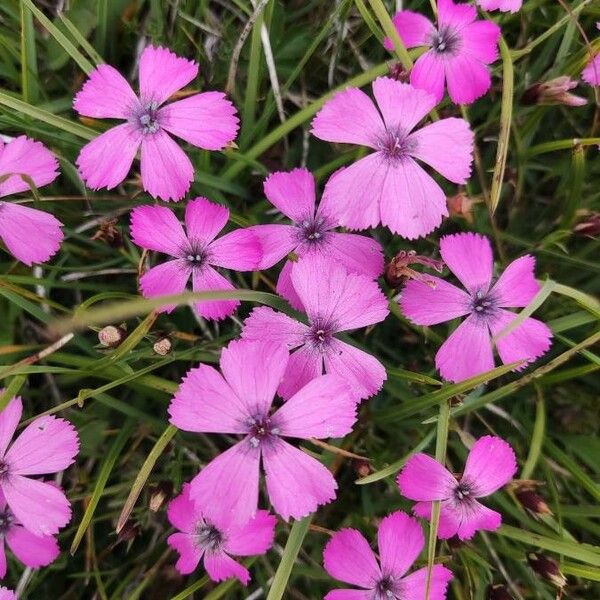 Dianthus pavonius പുഷ്പം