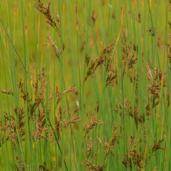 Juncus inflexus Flower