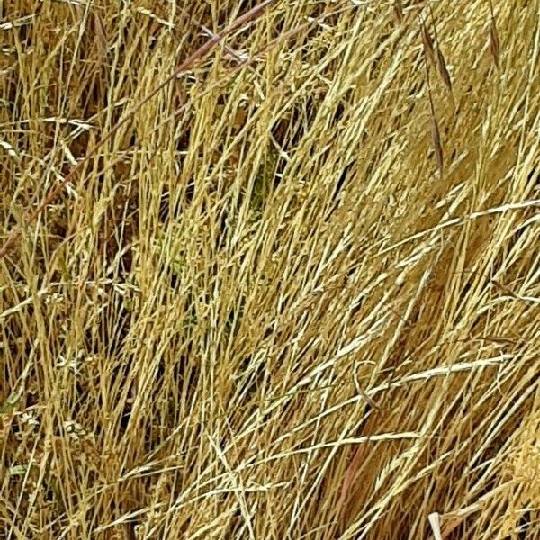 Hordeum vulgare عادت