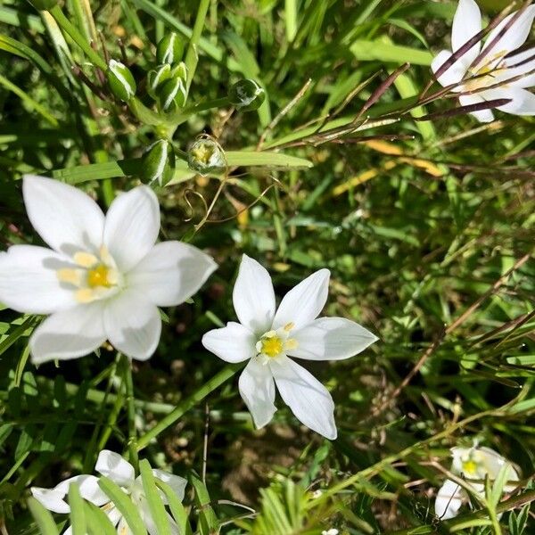 Ornithogalum orthophyllum Λουλούδι