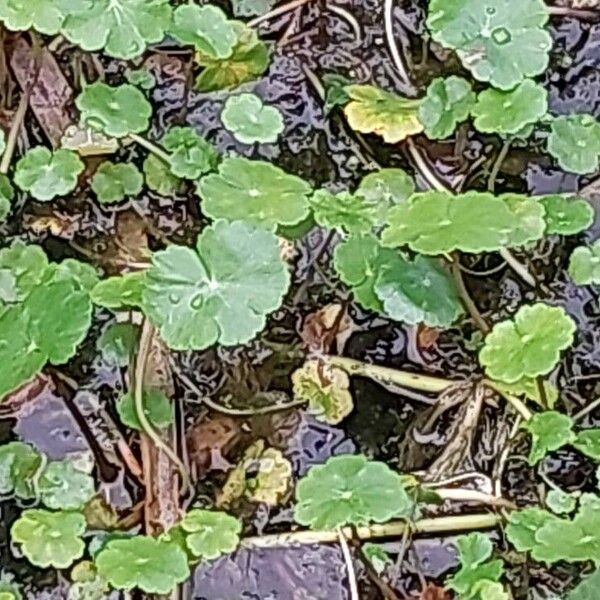 Hydrocotyle ranunculoides Levél