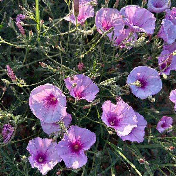 Convolvulus althaeoides फूल