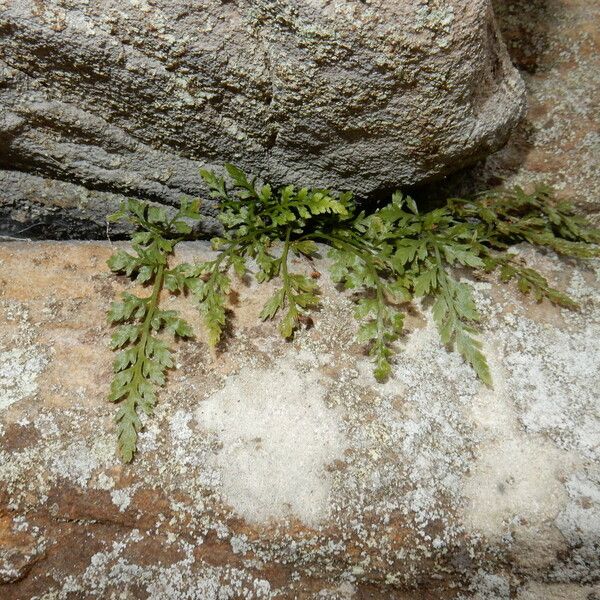 Asplenium montanum Συνήθη χαρακτηριστικά