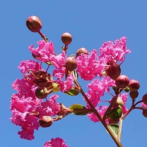 Lagerstroemia indica Blomst