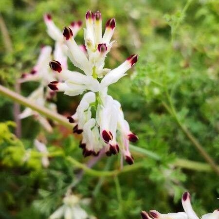 Fumaria bastardii Flower