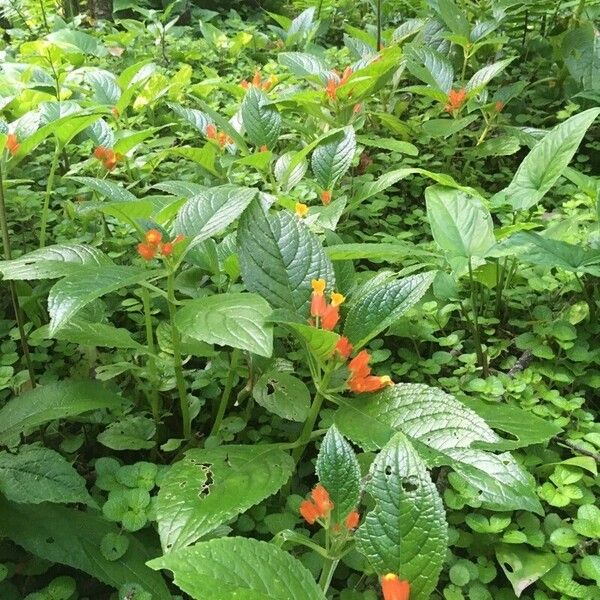 Chrysothemis pulchella Habit