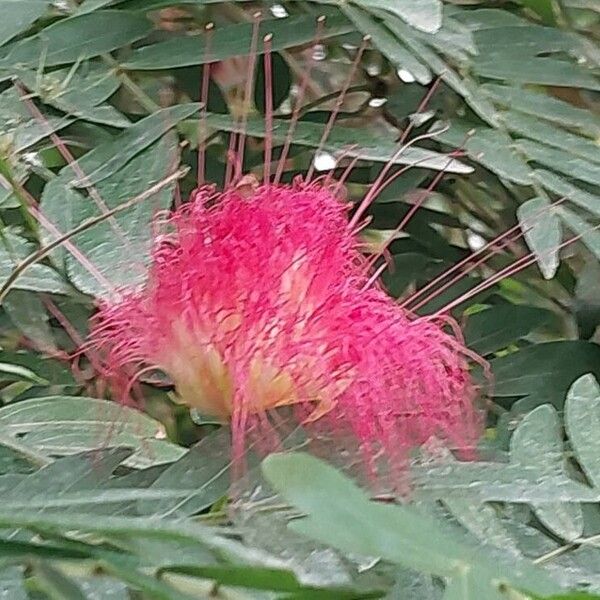 Calliandra haematocephala Цвят