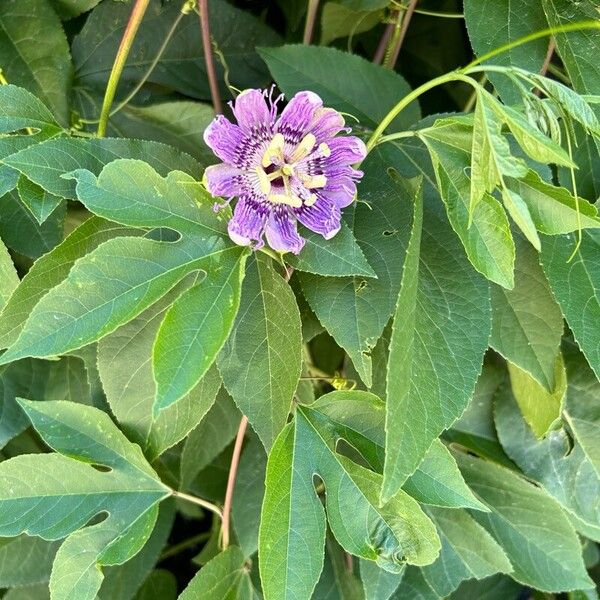 Passiflora incarnata Λουλούδι